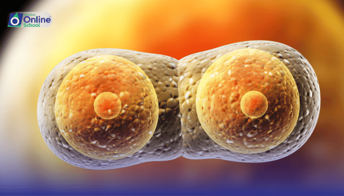 Lesson 11: Divergent Paths: Contrasting Mitosis and Meiosis